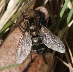 Gonia picea - photo 5