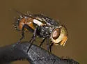 Gonia senilis - photo 2