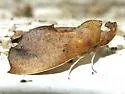 Goniapteryx servia - Hodges#8544 - photo 2