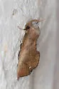 Goniapteryx servia - Hodges#8544 - photo 3