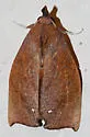 Goniapteryx servia - Hodges#8544 - photo 4