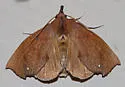 Goniapteryx servia - Hodges#8544 - photo 5