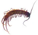 Gonibius rex