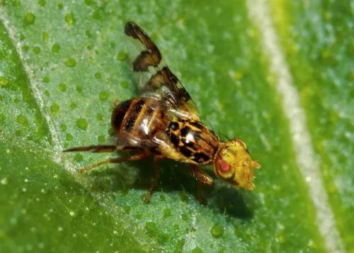 Goniglossum wiedemanni