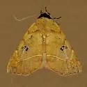 Goniocarsia electrica - Hodges#8580 - photo 2