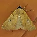 Goniocarsia electrica - Hodges#8580 - photo 3