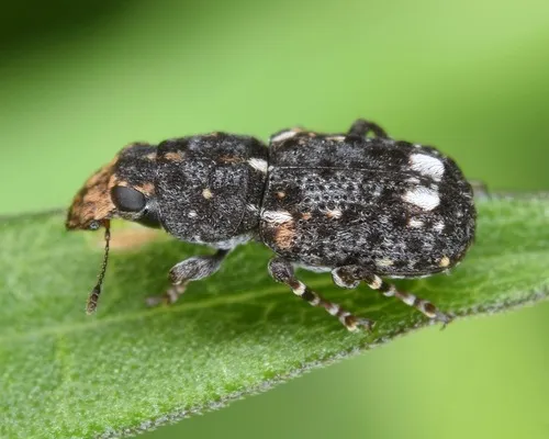 Apical-spotted Fungus Weevil