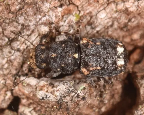 Apical-spotted Fungus Weevil - photo 2