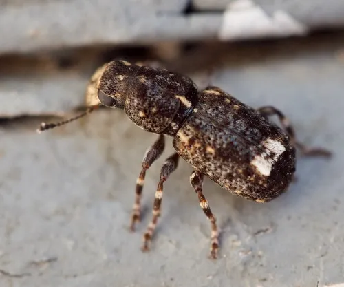 Apical-spotted Fungus Weevil - photo 3