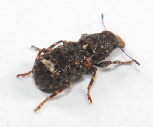 Apical-spotted Fungus Weevil - photo 4