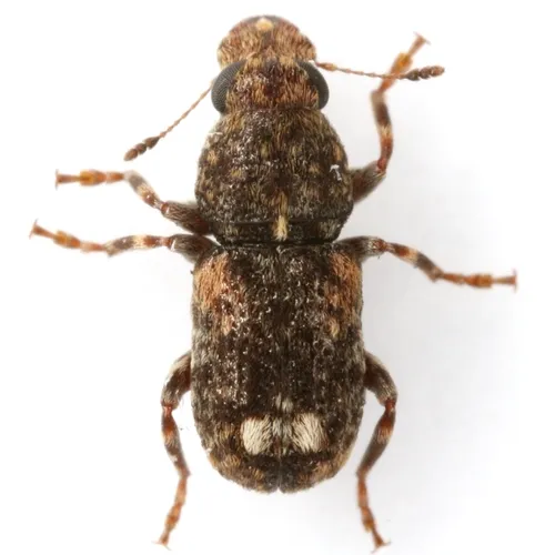 Apical-spotted Fungus Weevil - photo 5