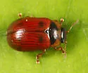 American Aspen Beetle