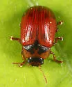 American Aspen Beetle - photo 2