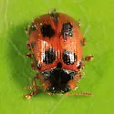 American Aspen Beetle - photo 4