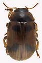 American Aspen Beetle - photo 5
