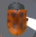 Gonioctena nivosa