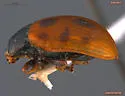 Gonioctena nivosa - photo 2