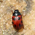Gonioctena nivosa - photo 3