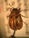 Gonioctena notmani - photo 4