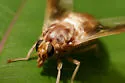 Goniops chrysocoma - Goniops chrysocoma