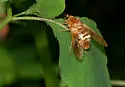 Goniops chrysocoma - photo 3