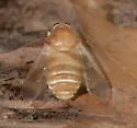 Goniops chrysocoma - photo 4