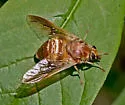 Goniops chrysocoma - photo 5