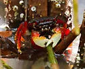 Mangrove Root Crab