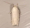 Gonioterma mistrella - Hodges#1032 - photo 4