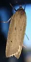 Gonioterma mistrella - Hodges#1032 - photo 5