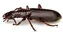 Goniotropis kuntzeni