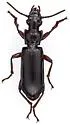 Goniotropis kuntzeni - photo 2