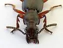 Goniotropis parca - photo 2