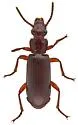 Goniotropis parca - photo 3