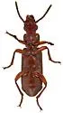 Goniotropis parca - photo 4
