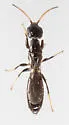 Goniozus asperulus - Goniozus asperulus