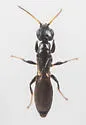 Goniozus cellularis
