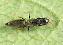 Goniozus columbianus