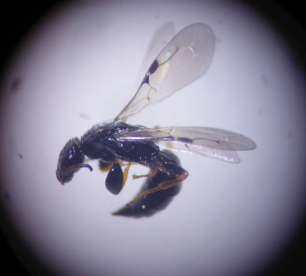 Goniozus jacintae - photo 2