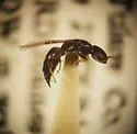 Goniozus Navel Orangeworm Wasp