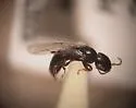Goniozus Navel Orangeworm Wasp - photo 2