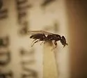 Goniozus Navel Orangeworm Wasp - photo 3