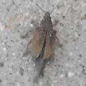 Eucalyptus Snout Beetle - Gonipterus scutellatus