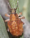Eucalyptus Snout Beetle - photo 2