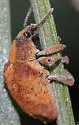 Eucalyptus Snout Beetle - photo 3