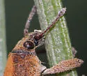 Eucalyptus Snout Beetle - photo 4