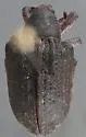 Eucalyptus Snout Beetle - photo 5