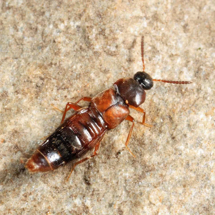 Goniusa caseyi - photo 2