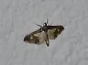 Gonocausta sabinalis - Hodges#5078.1 - photo 3