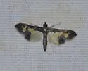 Gonocausta sabinalis - Hodges#5078.1 - photo 5